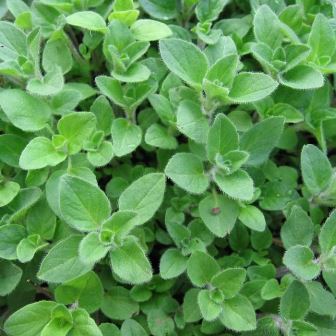 oregano336