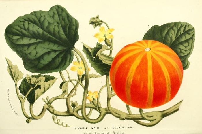 vintage-botanical-illustration-botanical-drawings