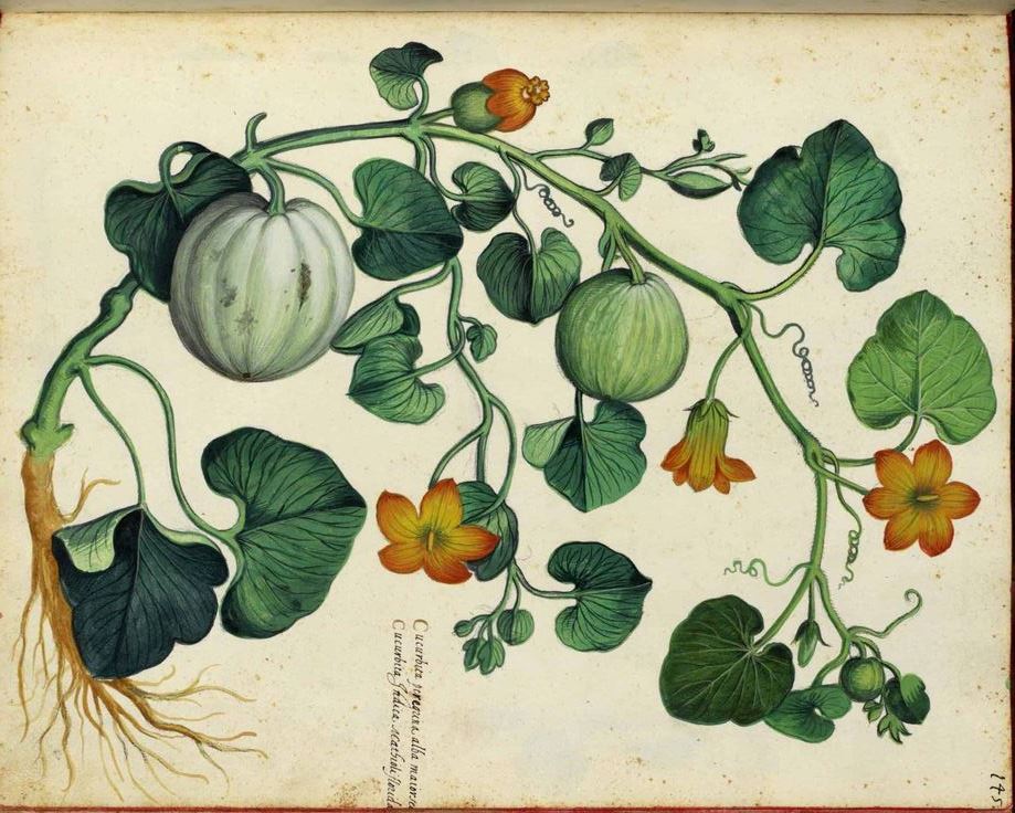 vintage-botanical-illustration-vintage-botanical-prints