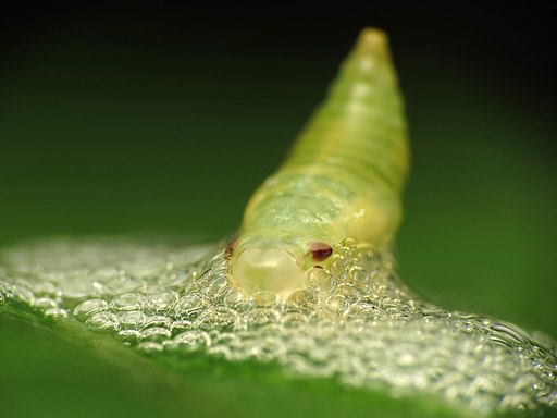 Spittle_Bug_Nymph_Uncovered_-_Flickr_-_treegrow